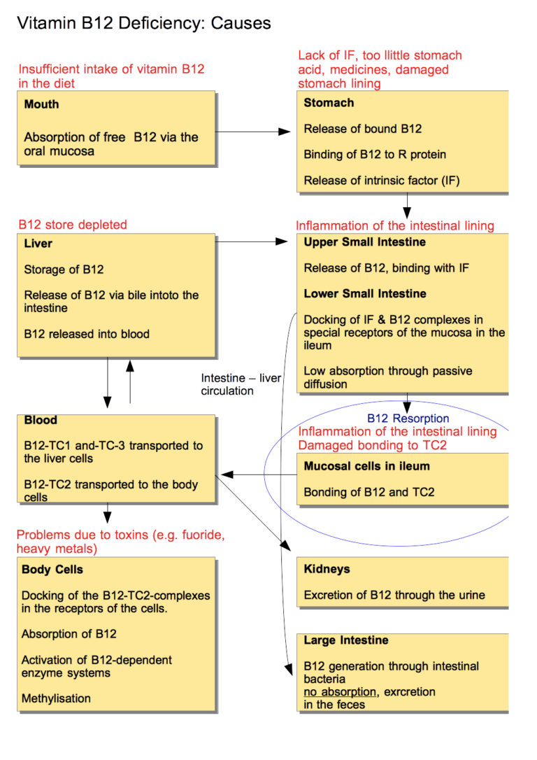 Vitamin B12 Deficiency Linked to Increased Risk of Cardiovascular Disease