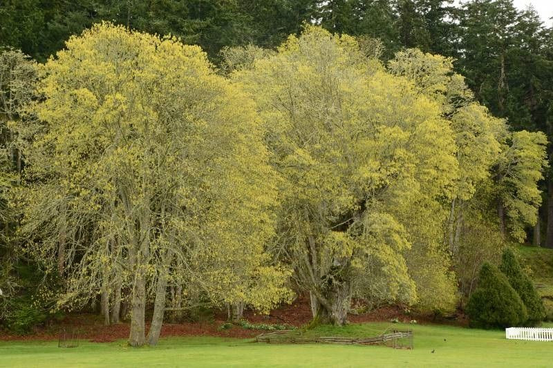 New Research Reveals Hidden Health Benefits of Forest Bathing