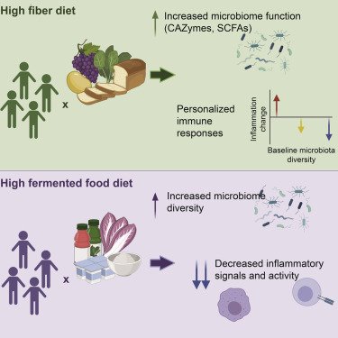 New Study Reveals Link Between Gut Bacteria and Inflammation